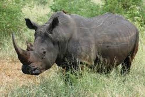 Black Rhinos Interesting Facts 18